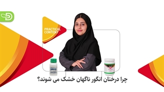 چرا درختان انگور ناگهان خشک می شوند؟