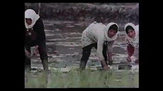 تصاویری از کار و رقص زنان شالیکار مازندرانی