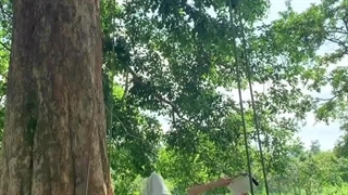 "ᴀᴍᴀʏᴀ":>>کپشن"