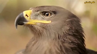 قوی ترین حیوانات دنیا : براساس مقدار خالص قدرت!