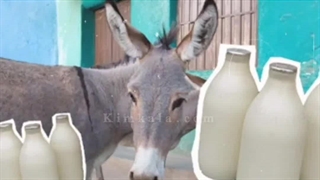 درمان با شیرخر /09120750932