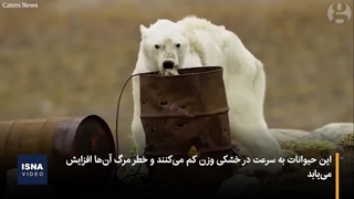 خطر انقراض خرس‌های قطبی در سایه گرمایش زمین