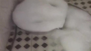 لوله بازکنی سنندج درخواست آنلاین 09909375977