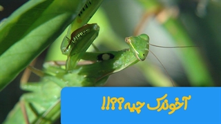 عملکرد باورنکردنی این حشره بدجور متعجبت میکنه!!!