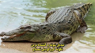 قدرت و شکوه در طبیعت:۱۰تا از خطرناک‌ ترین حیوانات جهان