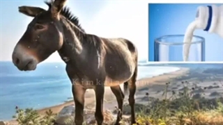 شیر الاغ تازه /09120750932