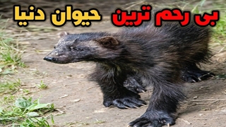 بی رحم ترین حیوان جهان | حیونی که حتی از نیش مار هم نمیترسه 