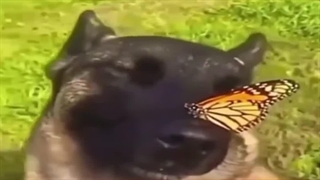 نتیجه هیچوقت به ترجمه اعتماد نکنید