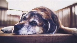 چرا سگ شما دمش را گاز میگیره