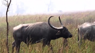 زندگی خوب بوفالوهای آب وحشی