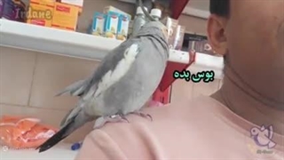 دانلود صدا برای آموزش حرف زدن عروس هلندی