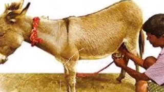 بهترین درمان با شیر الاغ طبیعی /09120750932