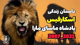 اسکارفیس چگونه به یک شیر افسانه ای تبدیل شد؟