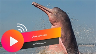 دلفین صورتی آمازون