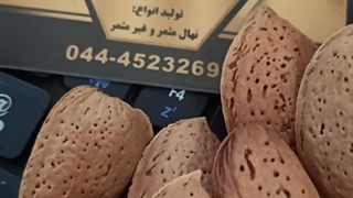نهال بادام A200