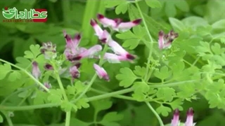 خواص گوناگون شاتره برای درمان بیماری ها