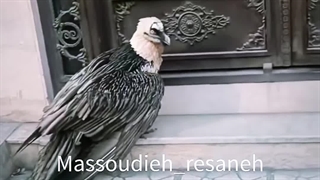 هماسعادت