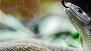 ۱۰ تا از بی رحم ترین حیوانات دنیا