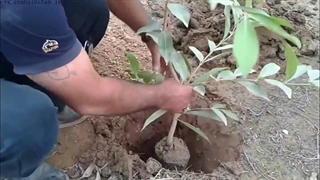 آموزش روش کاشت نهال کیسه ای | روز درخت کاری