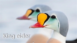 کینگ ایدر King eider در طبیعت نروژ