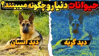 دنیا از دید حیوانات چه رنگی هست؟