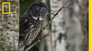 جغد خاکستری بزرگ | Gray Owl