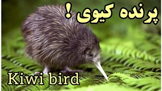 پرنده کیوی و خصوصیات جالب آن