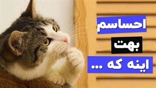 احساس گربه به صاحبش چیه؟