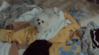 موزیک ویدئو your're the best اونوو