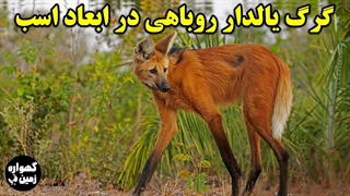 همه چیز درباره گرگ یال دار...