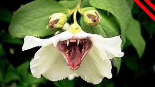 20 گیاه گوشتخوار که نمی دانستید وجود دارند!