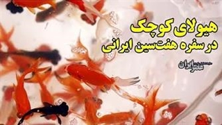 ماهی قرمز بخریم یا نخریم؟