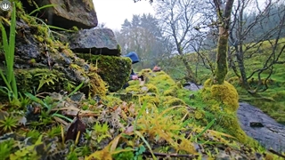 مرغ خرد شده آبدار