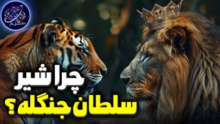 چرا ببر سلطان جنگل نیست؟