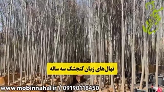 مرکز فروش نهال زبان گنجشک در کرج