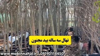 خرید نهال بید مجنون در تهران