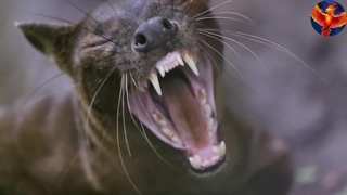 حیوانات درنده