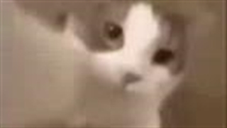 بوس به کله همتون*لطفا دعا ‌کنید پدر میکا چان حالش خوب شه*