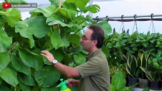 تکنیک های منحصر، برای پهن برگ شدن گیاه پتوس