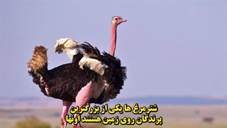 قاتل های آسمانی: ۱۰تا از ترسناک‌ترین پرنده‌هایی که هرگز نمی‌خواهید با آن‌ها روبرو شوید