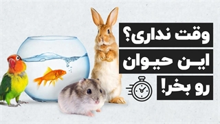 معرفی حیوانهای خانگی بی دردسر برای نگهداری