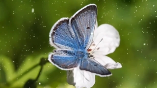 مرگبارترین حشرات جهان که میلیونها انسان رو به کام مرگ کشیده اند