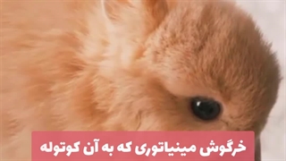 معرفی خرگوش مینیاتوری