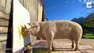 مرگ پیگکاسو؛ خوکی که با هنر نقاشی خود همه را شگفت زده کرد