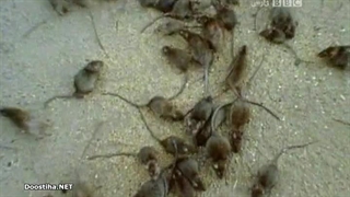 Deadly 60 قسمت 13