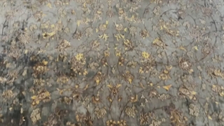 فرش کهنه نما مرداس