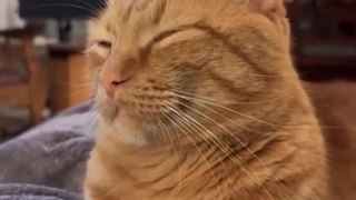 funny cats