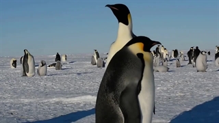 اسرار زندگی پنگوئن ها | حقایق جالب و شگفت انگیز پنگوئن ها که نمی دانید!