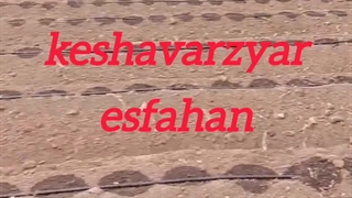 آبدهی یکنواخت نوار تیپ کشاورزیار اصفهان