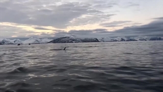 نهنگ قاتل | خطرناک ترین موجود دریا